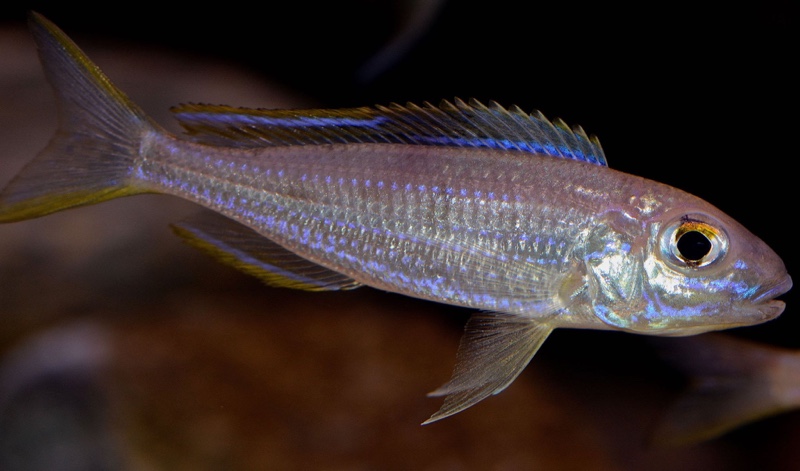 Lestradea perspicax 'Congo'